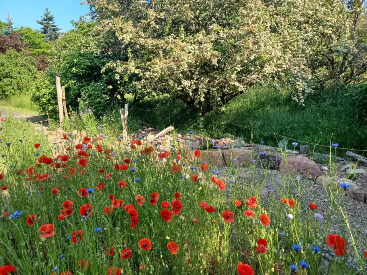 Mohn und Kornblumen im NaturGarten-Schaugarten im Neuen Botanischen Garten Marburg