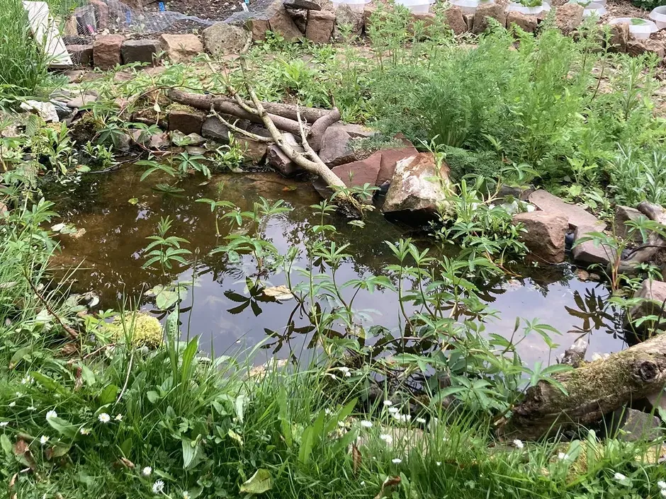 Naturteich in einem Garten