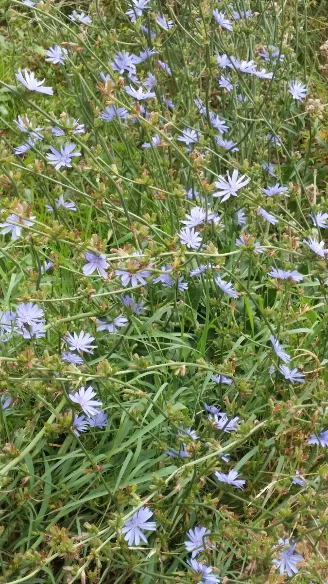 Wegwarte mit blauen Blüten in einem naturnahen Garten