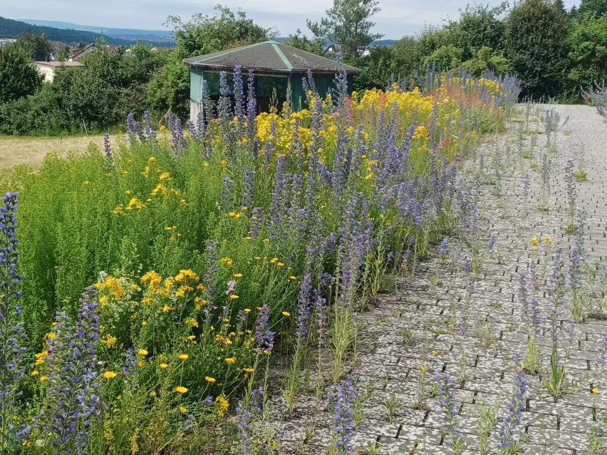 Wildblumenbeet neben einem Gartenweg
