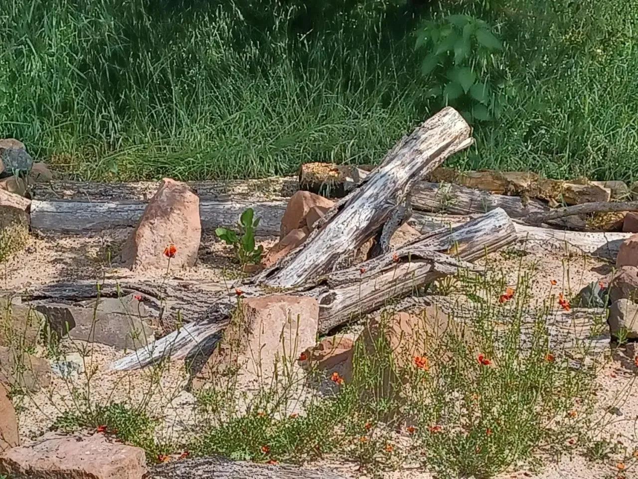 Sandfläche mit Totholz und Sandsteinen im NaturGarten-Schaugarten im Neuen Botanischen Garten Marburg