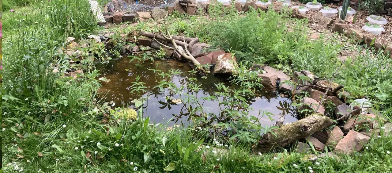 Naturteich mit bepflanztem Ufer in einem Hausgarten