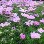 Gartenarchitektur Landschaftsbau Jens Maute Marburg