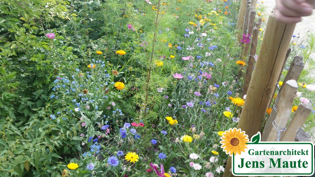 naturgarten naturnahe pflanzenverwendung heimische pflanzen standortangepasst natuerliches vorkommen aussaen versamung ansaat saatgut kraeuterrasen blumenwiese