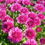 Gartenarchitektur Landschaftsbau Maute Marburg