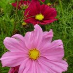 Gartenarchitektur Landschaftsbau Maute Marburg