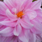 garten_pflanzen_maute_marburg