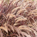 Pflanzungen-Gräser-Maute-Marburg