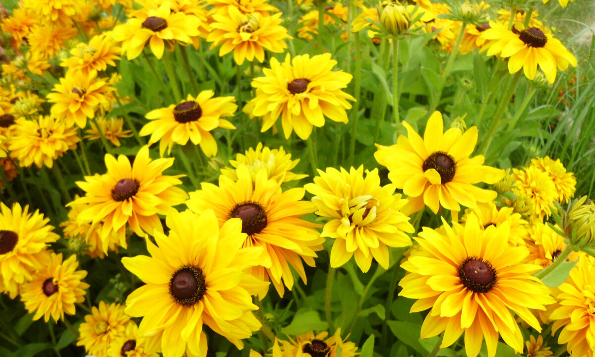 Sonnenblume einjährig