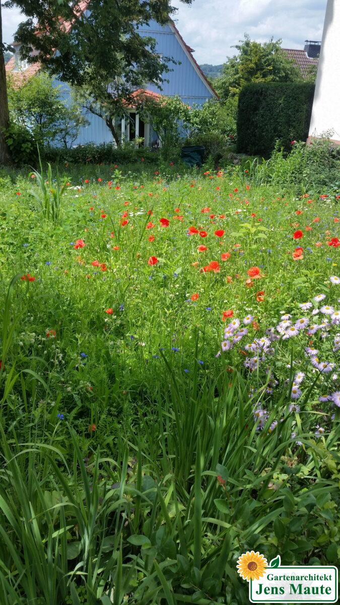 Blumenwiesen sind trockenheitsverträglicher als Gebrauchsrasen