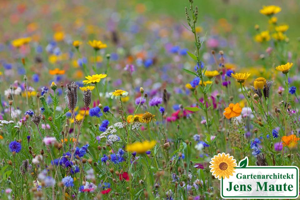 Blumenwiese