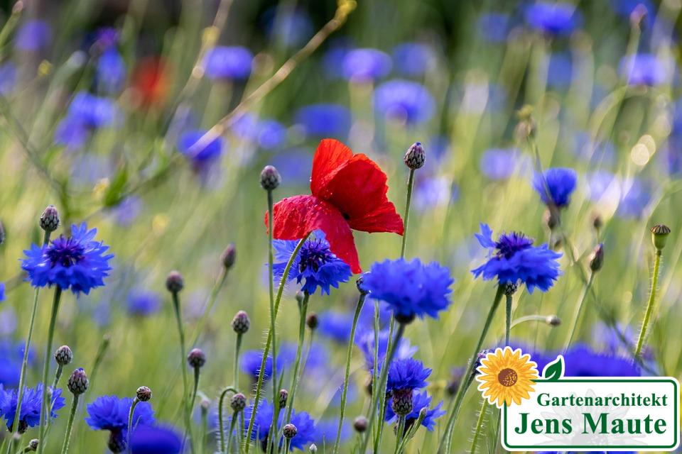 Mohnblume und Klatschmohn