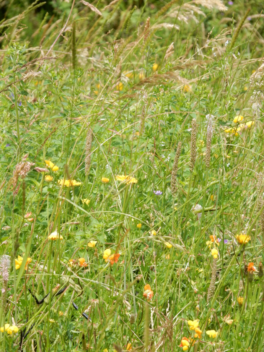 Blumenwiese - Imagen 4