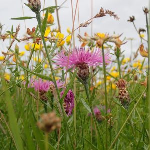 Blumenwiese