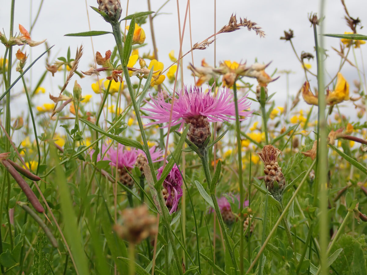 Blumenwiese