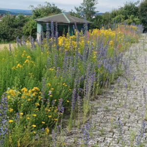 Wildstrauchhecke