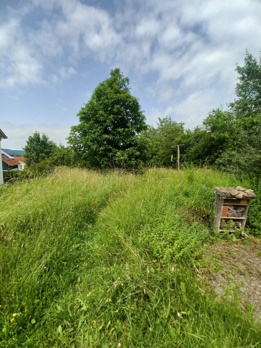 Wildstrauchhecke - Imagen 5