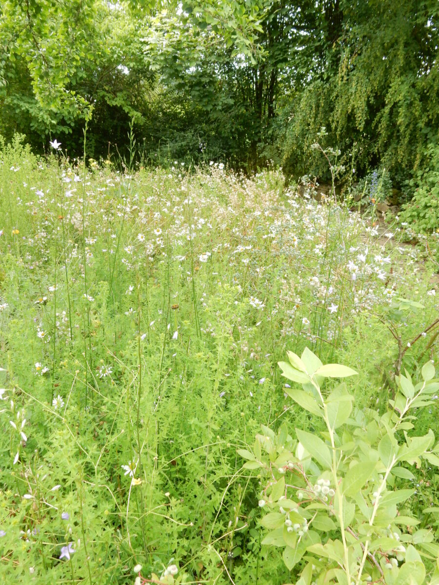 Wildstrauchhecke - Imagen 4